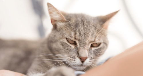 给对猫过敏的人养猫的5个建议,长毛猫会更合适,别让猫咪进卧室