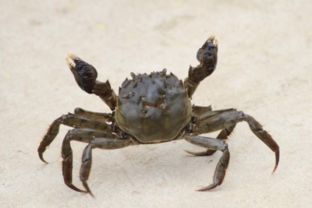 螃蟹为什么横着走 螃蟹为什么要做沙球