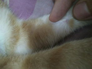 我家猫的两个前腿上各有一个小疙瘩,一碰就痛,走路都有点跛,肿么办,小疙瘩就在那两个长圆点形黄毛下面 