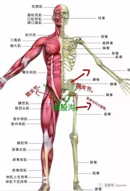 肩胛骨疼是怎么引起的 肩胛骨疼按摩哪个部位