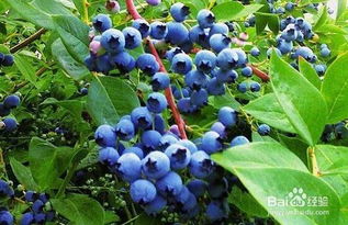 蓝莓花青素，蓝莓素和花青素有什么区别是一种东西还是分别不同的东西