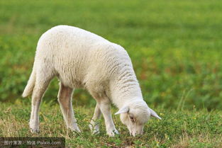 给羊催肥的最好方法,羊催肥剂
