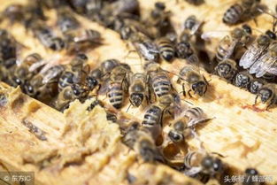 中蜂换王常用的5种方法,中蜂快速繁殖必备技能 
