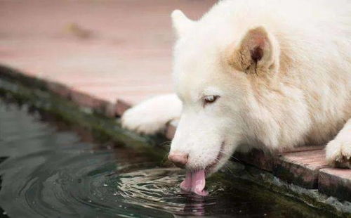 狗喝水还要科普 要的