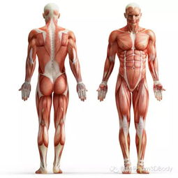 人体器官 肌肉 3D高清晰