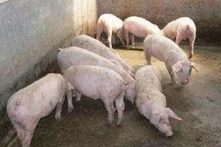 有人建议禁止农民零散养猪,你怎么看