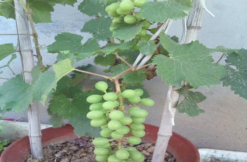 如果在家可以自己吃到葡萄,来自己在家种植葡萄盆栽吧