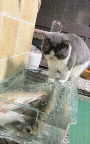 猫咪紧盯大鱼垂涎欲滴,却没办法吃到肚中,随后做法让人笑喷
