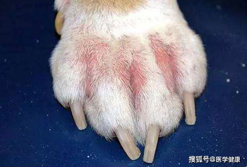 犬猫等宠物常见的皮肤病类型及病因是哪些呢
