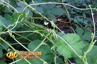 菟丝子的危害及果园防治方法,一种缠人的绿色植物