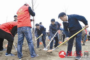 驻马店市冬季义务植树活动掀起热潮