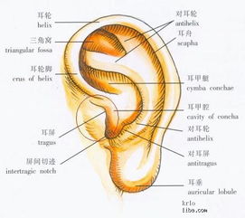 耳朵有哪些形状,耳朵有哪些形状?