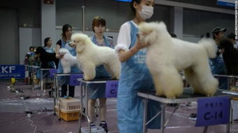 韩国关闭最大狗肉屠宰场背后 吃狗肉的人少了,养宠物狗的人多了 