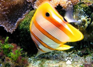 热带鱼小鱼吃什么 热带鱼最喜欢吃的几种食物