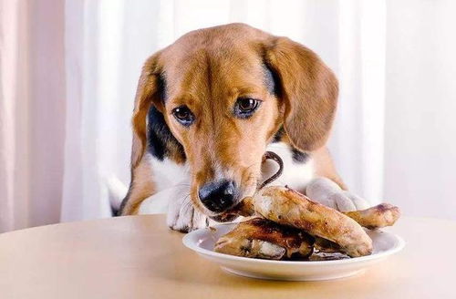 不建议狗狗吃剩菜剩饭,这些危害,你知道几个