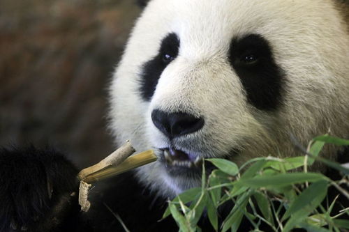 大熊猫 认脸 神器 扫一扫,人脸识别认证卖萌大熊猫