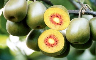 红心猕猴桃是哪里的特产 中国猕猴桃的三大产地