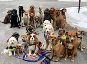 襄阳市养犬管理办法 即将举行听证会,您有什么想说的吗