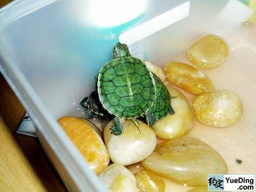 乌龟吃什么东西最好 