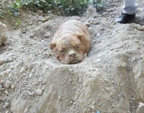 救出一只被活埋的狗