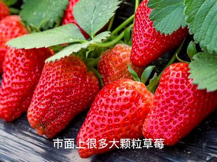 草莓又什么又什么,草莓:营养丰富。