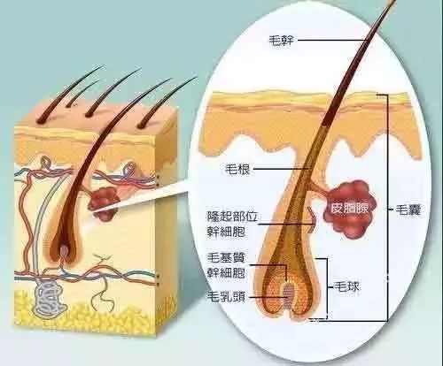 怎么让头发绒毛变粗(怎么让头发毛躁蓬松)