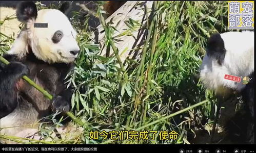 熊猫丫丫就是个宠物,不值得兴师动众 这是中国人该说出的话吗