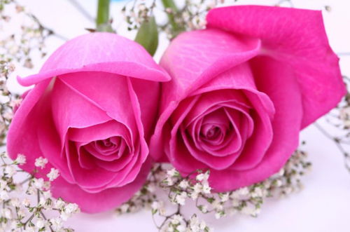 各色玫瑰花语什么意思,不同颜色玫瑰花的花语寓意是什么？