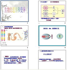 第二章 生物的遗传和变异PPT课件下载 