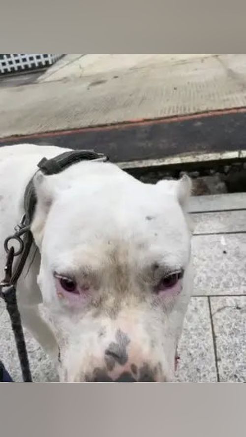 狗是人类最忠诚的朋友 不养狗不知道养狗的乐趣 犬伴一生 杜高犬 愿你永远健康喜乐没有烦恼感谢你一直的陪伴我的宝贝 