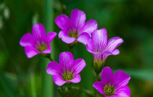 12生肖转运花草图片