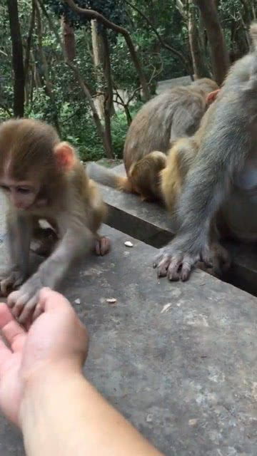 猴妈妈不让小猴子和我玩,也不知道为什么 