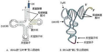 什么是寄生结构