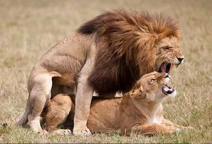 关于狮子的一些小知识,公狮一天可以交配百次以上 
