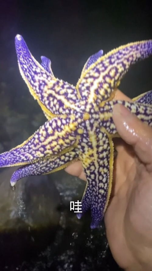 海星用什么呼吸,海星能待在海里他是怎么呼吸的