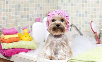 给狗狗洗澡要注意什么 狗狗多久洗一次澡比较合适