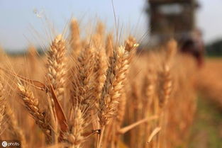小麦价格持续走低,4月份将迎来回升