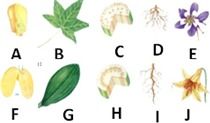 如图是植物的种子 叶 茎 根 花的形态结构图, 1 表示双子叶植物的种子,理由 2 