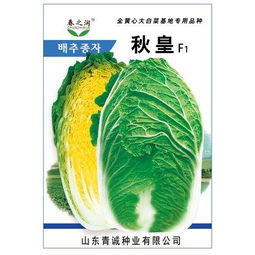 白菜种子（白菜种子：从播种到丰收的全程指南）