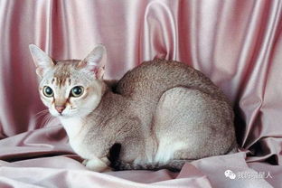 它们是新加坡的国宝,也是世界上体型最小的猫 