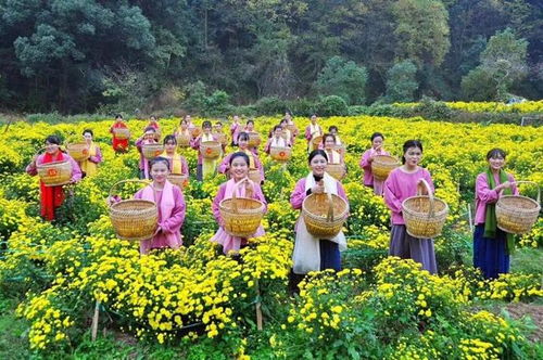 今又重阳 第八个老年节来临,金菊银杏又成 新宠