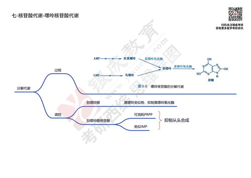 核苷酸代谢,比较核苷酸合成代谢和分解代谢的异同点