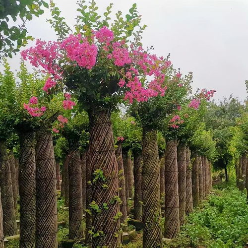 花灌木顶流 紫薇 ,怎样做才更有价值