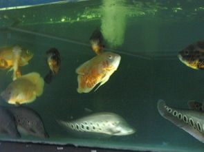 鱼乐圈水族馆