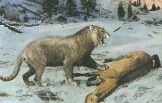 冰冻万年狮子尸体 洞穴狮子与现代狮子相似力大无比
