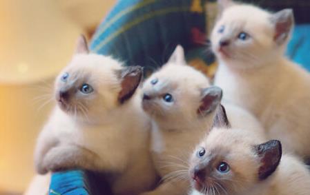 如果这4只小猫出现在你门口,你会选哪只抱回家呢 我果断选第三 