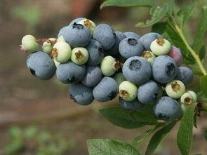 最适合吃蓝莓的五类人群