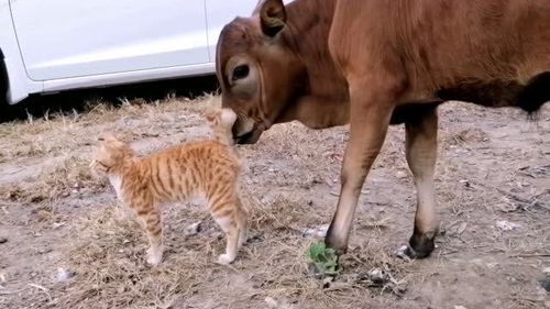 当一只小橘猫遇上小黄牛,场面太治愈 