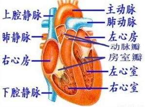 如图是人体心脏结构示意图.其中表示左心室是 A.①B.②C.③D.④ 题目和参考答案 青夏教育精英家教网 