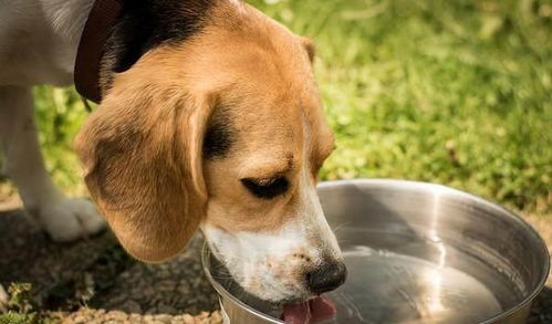 狗狗一天要喝多少水 汪星人有4种症状就该 补水 了
